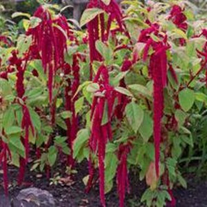 Amaranth Grand Cascade Flowers, 0.5g / 500 Premium Seeds, Amaranthus Caudatus, GMO FREE