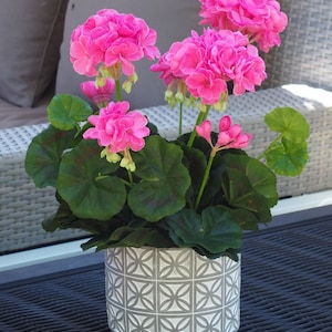Geranium Pink, Pelargonium, non GMO, 10 seeds