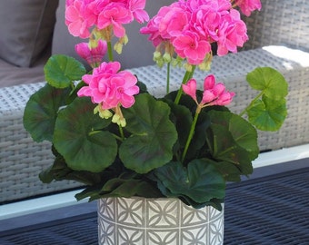 Syngonium Pink perfection Starter Plant (ALL STARTER PLANTS