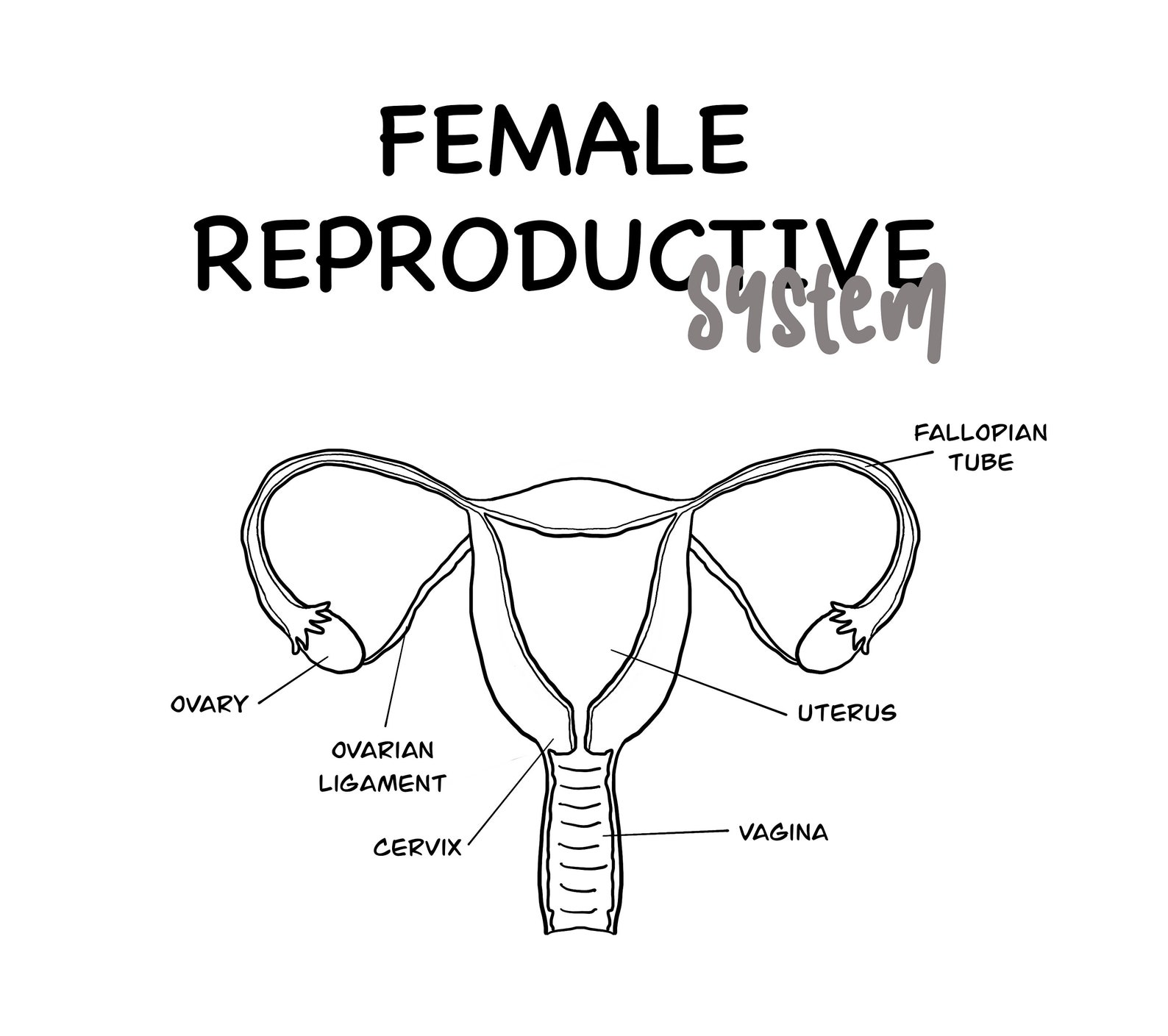 Diagrams Of The Female Reproductive System Diagrams Images And