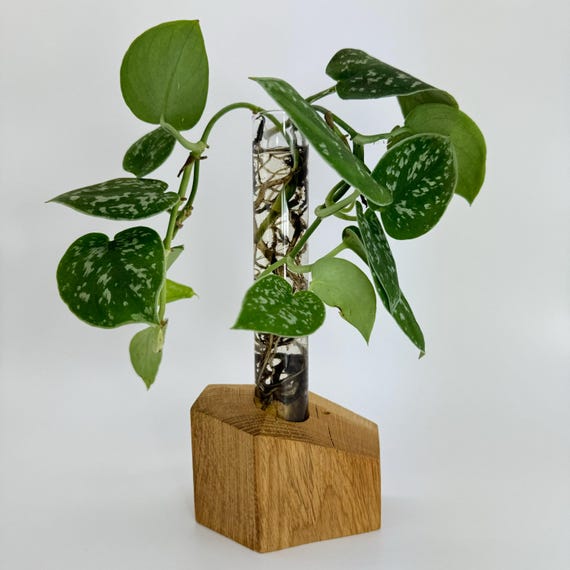 Vase wood with test tube plant cultivation glass cultivation flowers plants cultivation glass flower vase glass design wooden base wooden vase decoration unique