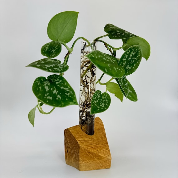 Vase wood with test tube plant cultivation glass cultivation flowers plants cultivation glass flower vase glass design wooden base wooden vase decoration unique