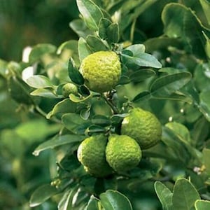 Kaffir Lime Tree - 24-36&quot; Tall - (Thai/Makrut Lime) - Live Plant - Ships Potted - Citrus Hystrix - *No Shipping to CA, HI, AK*