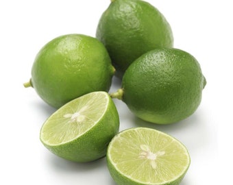 Mexican Key Lime Tree - 24-36" Tall Live Plant - Potted - Grafted - Citrus × aurantiifolia - *No Shipping to FL, CA, AZ, T.X, H.I, A.K*