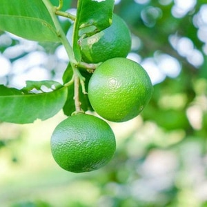 Thornless Mexican Key Lime Tree/Bush - 12-15&quot; Tall - 5&quot; Pot - Live Citrus Plant - Ships Potted - No Shipping to CA, TX, LA, A.Z, A.K, H.I