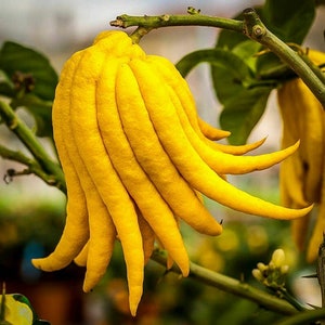 May include: A close-up of a bright yellow Buddha's Hand citron fruit hanging from a branch. The fruit has a unique, finger-like shape and is a popular ingredient in Asian cuisine.