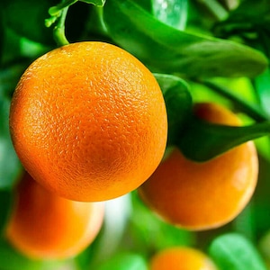 May include: Close-up of ripe orange citrus fruit hanging from a tree branch. The oranges are a vibrant orange color and have a textured skin.