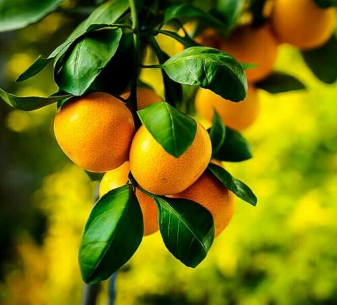 Dwarf Owari Satsuma Mandarin Tree 2630 Tall Live Citrus Plant Gallon