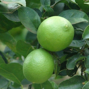 May include: Two bright green limes hang from a tree branch, surrounded by dark green leaves. The limes have a textured surface and are round in shape. The image is a close-up of the fruit and foliage.