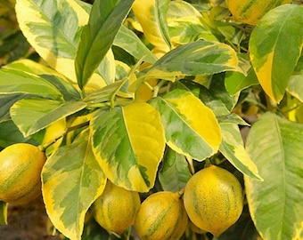 eureka lemon lemon tree ropa