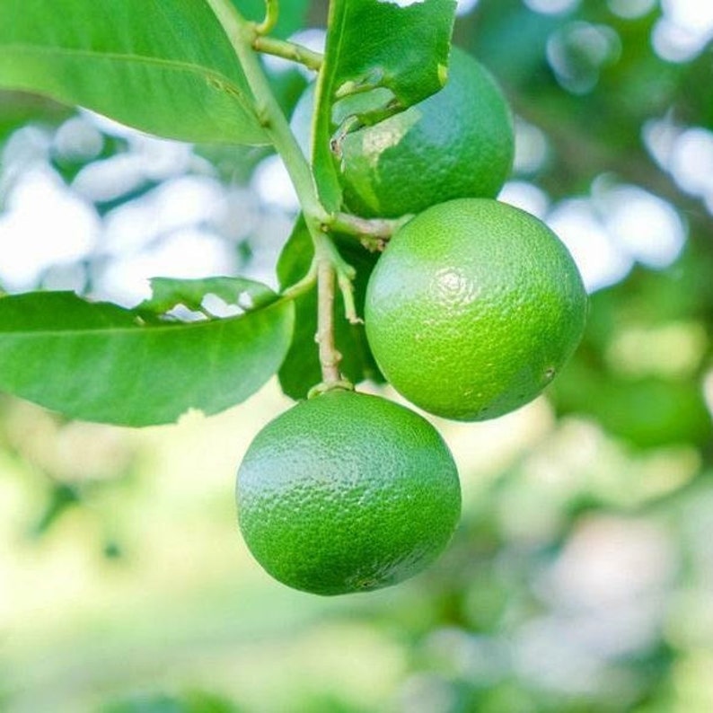 Dwarf Thornless Mexican Key Lime Tree 2630 Tall Live Etsy