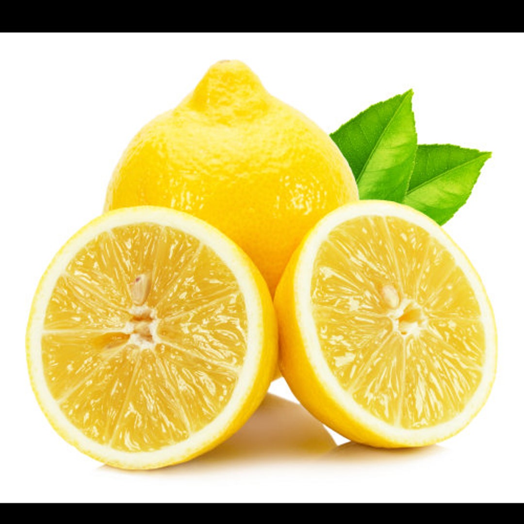 Dwarf Eureka Lemon Tree 26-30 Tall Gallon Pot Live - Etsy