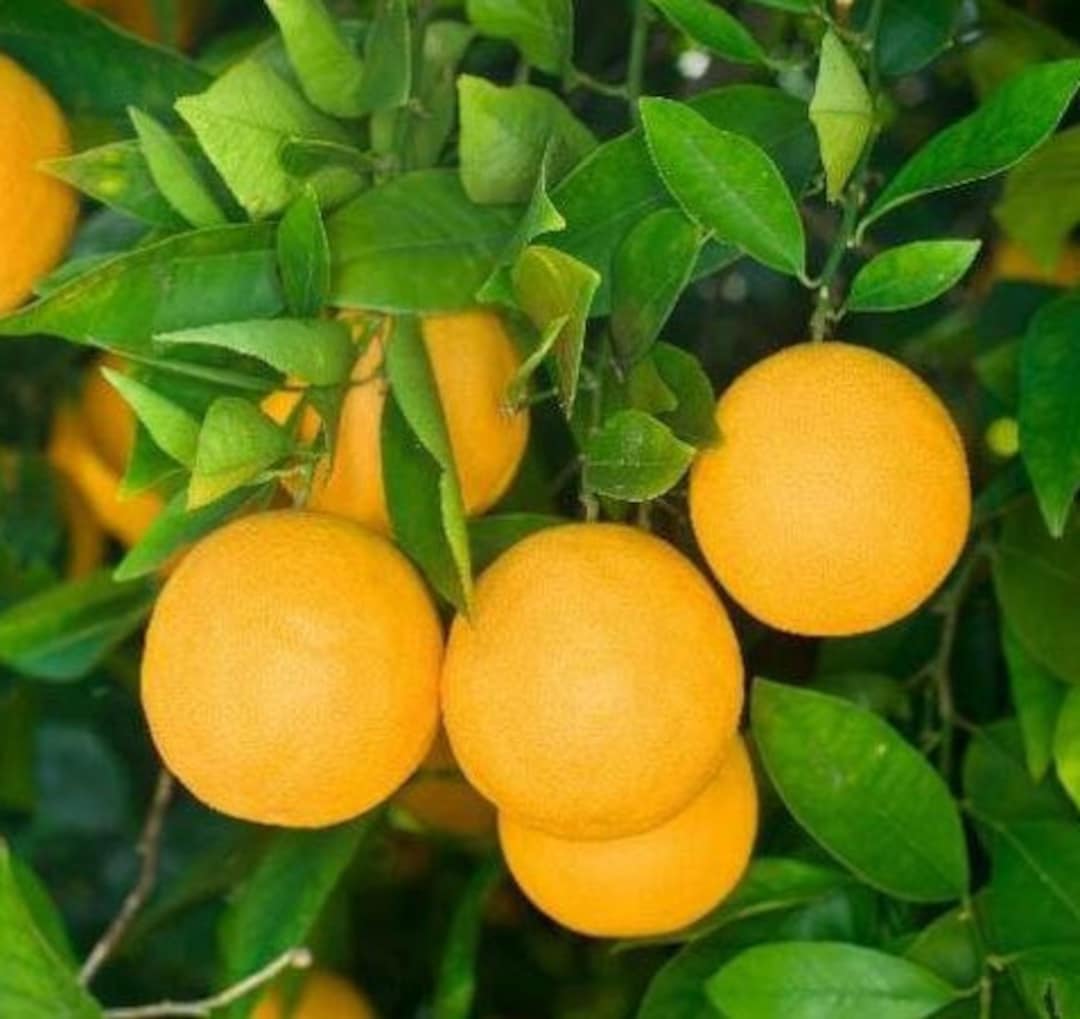 Dwarf Hamlin Sweet Orange Tree 2630 Tall Live Plant Gallon Pot Citrus