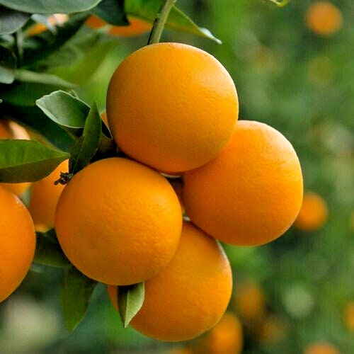 orangetree　 Valencia Orange Tree - 24-36