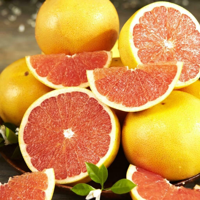 Dwarf Flame Grapefruit Tree 26-30 Tall Live Citrus - Etsy