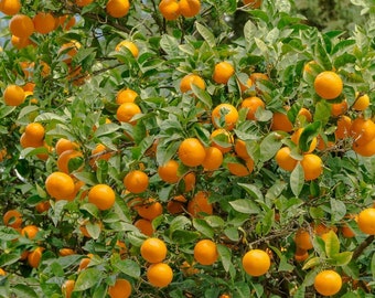 Valencia Orange Tree - 24-36