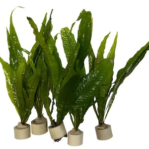May include: Several artificial green plants with long, textured leaves. Each plant is secured in a small, off-white cylindrical base. The plants are arranged closely together against a white background, creating a lush, natural appearance.