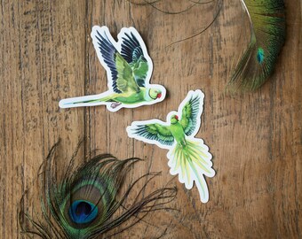 SET of 2 ringneck parrots fridge magnet | parrot | Radhe Gendron art | Free shipping