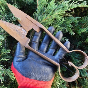 May include: Vintage, rusty metal hedge shears with long blades and looped handles. The shears are held by a gloved hand against green foliage. Ideal for trimming bushes and hedges, the shears are a classic gardening tool.
