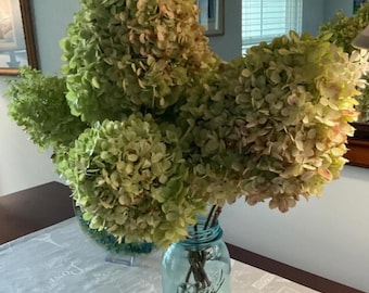 Bundle of dried hydrangeas from September 2025 harvest