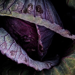 Red Velvet - Red Cabbage | Wall Art | Photo | Digital Download