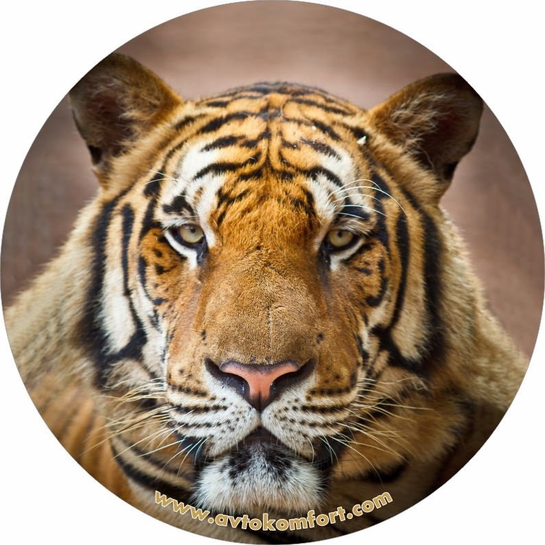 Discover Tiger Made With Your Size Soft Spare Wheel Tire Cover