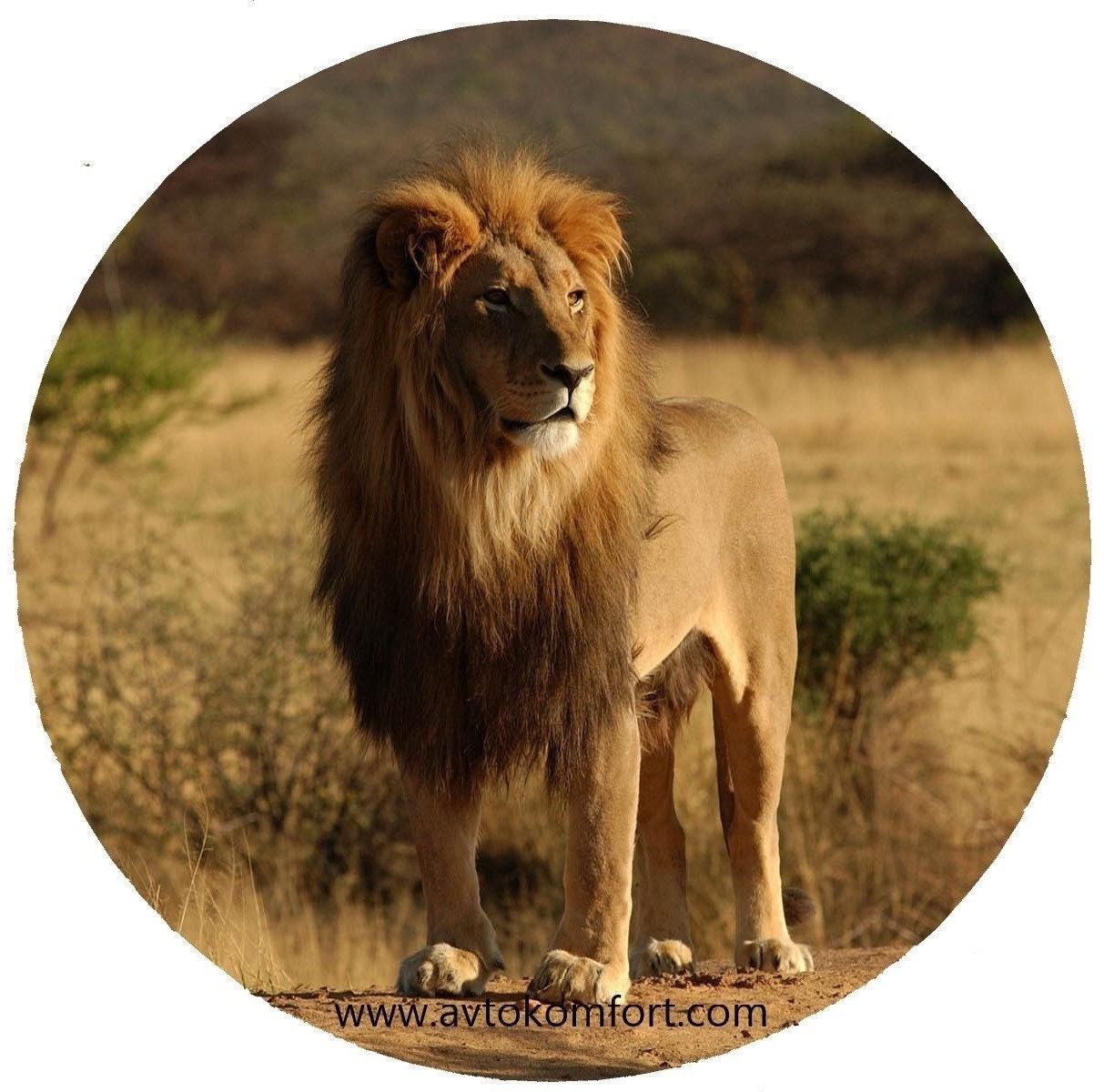 Discover Lion 15" 16" 17" Made With Your Size Soft Spare Wheel Tire Cover