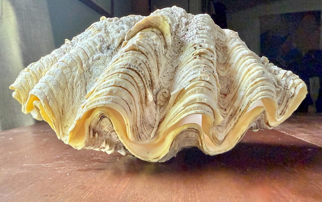 A Complete Shell Vintage Giant Fluted Clamshell, Tridacna Gigas Complete Shell, Two ...