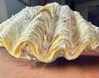 Vintage Giant Fluted Clamshell, Tridacna Gigas Complete Shell, Two Pieces