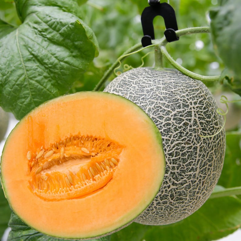 100 Organic Hale's Best Jumbo Cantaloupe Seeds Non GMO Etsy
