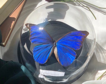 Großer Morpho anaxibia Schmetterling im Glasdom, Glasglocke