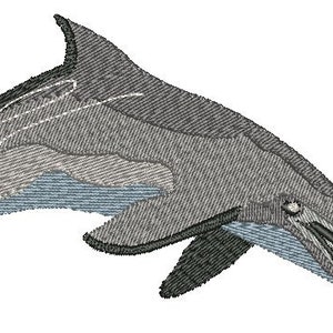 Peut inclure: Un dauphin gris et noir sautant hors de l'eau la gueule ouverte. Le dauphin a un dessous bleu clair.