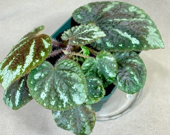 Begonia Nothobaramensis Etsy