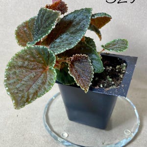 Rare Begonia ruthaie: Terrarium Species - Live  2 in pot - Actual Plant 329