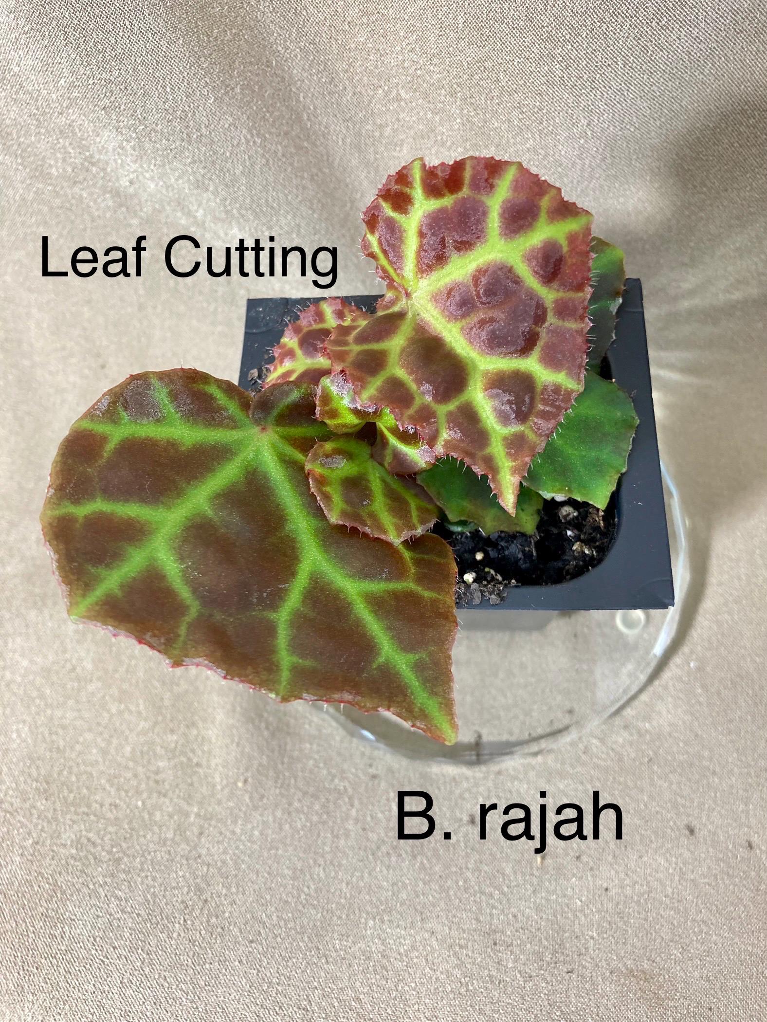 Rajah Begonia - Etsy