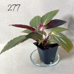 Begonia U-639 in a 2” trad. insert.  Actual plant 277. Rare Terrarium and Vivarium Begonia.