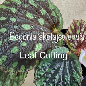 Begonia aketajawensis Leaf Cutting. Aketajaw region, Central Java, Indonesia.