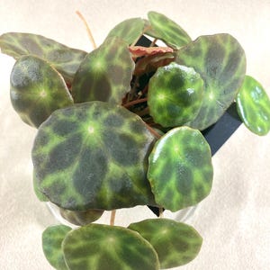 May include: Close-up of a potted plant with large, round, green leaves featuring dark green patterns. The leaves have a glossy texture. The number "872" is visible in the lower left corner. The plant is in a clear pot.