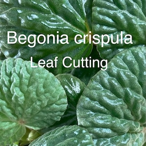 Begonia crispula Leaf Cutting. Atlantic Forest, Brazil.