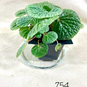 May include: A small Peperomia plant with textured, puckered, bright green leaves in a black square plastic pot. The plant sits on a clear glass saucer. The number 754 is printed in black in the lower right corner of the image frame.