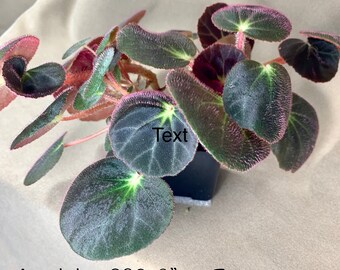 Rare Chinese Begonia Ningmingensis Var Bella 2 Pot Vigorous Etsy
