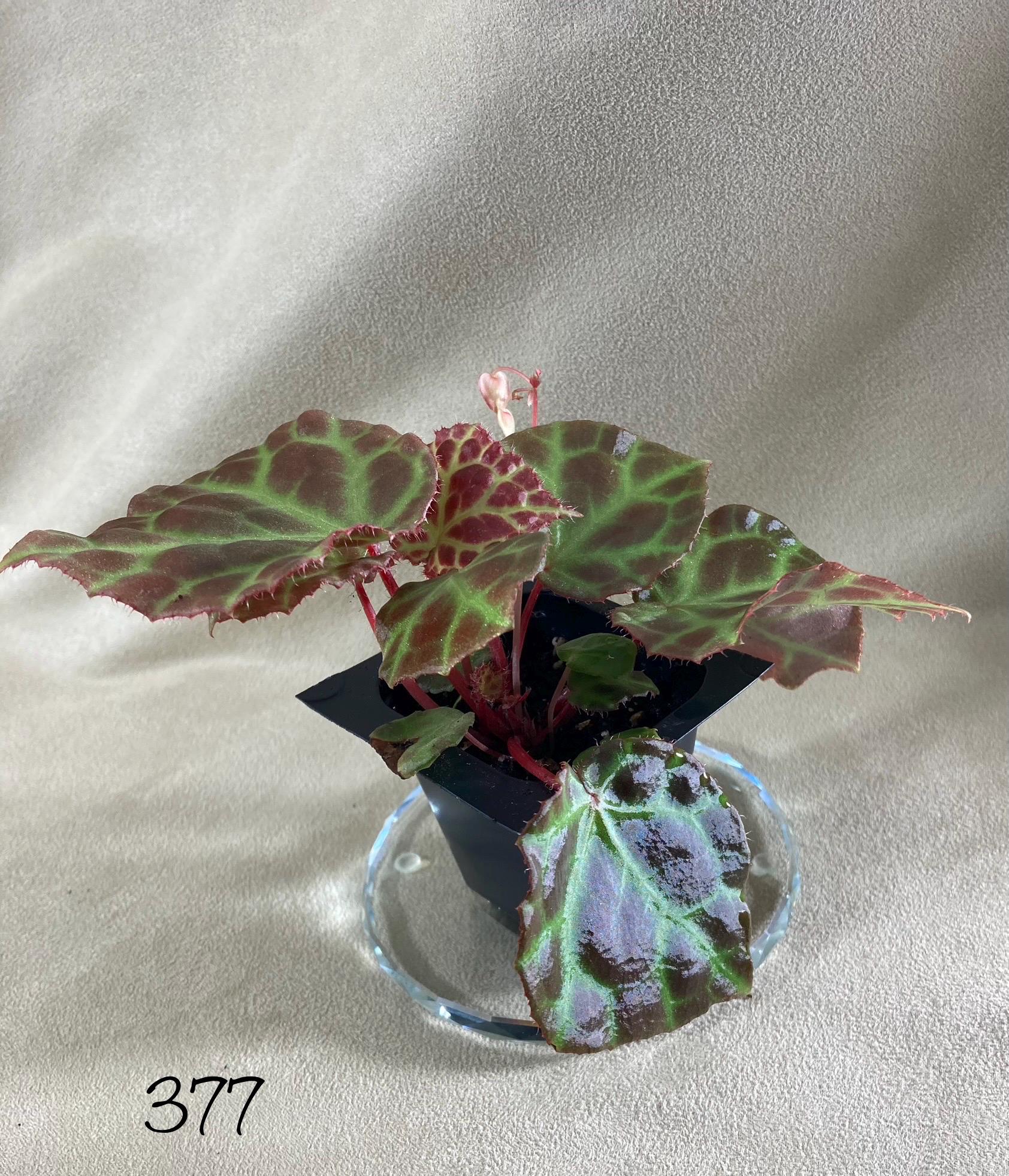 Rajah Begonia - Etsy