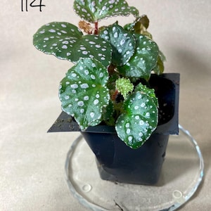 Rare Begonia Sp. Maura Wahau: Terrarium Vivarium Plant