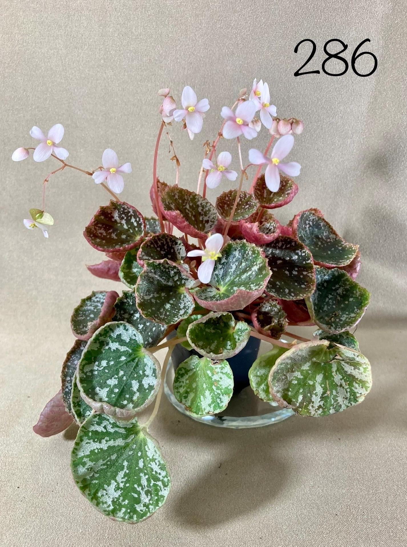 Rajah Begonia - Etsy