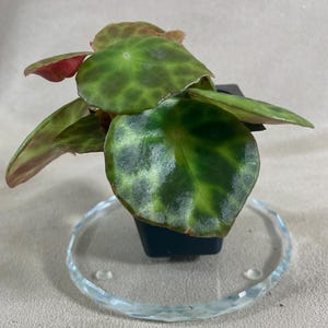 May include: A small potted plant with large, round green leaves featuring darker green spots. The leaves have reddish edges. The plant sits on a clear, faceted glass ring. The number "995" and the letter "R" are visible.