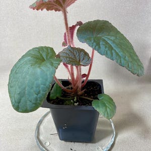 Rare Begonia hahiepiana: Compact Terrarium Species - Live 2 in pot - Example Plant 114.