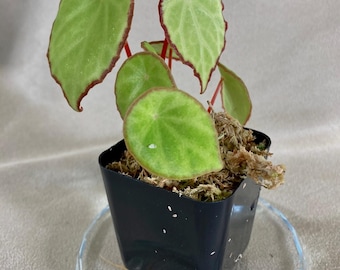 Begonia scapigera 912. Intermeadiate size. Photo 1/26. Terrarium & Vivarium.