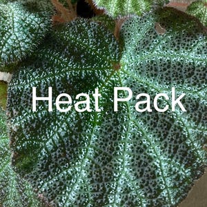 May include: Close-up of a plant with textured, dark green leaves speckled with white. The leaves have a unique pattern and are surrounded by other leaves. The text "Heat Pack" is overlaid on the image.