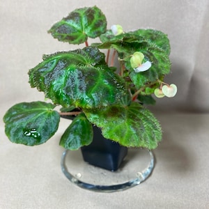 Begonia . sp. Padang Lawas 2” trad. insert. Mature plant. Terrarium and Vivarium Begonia. Rare. West Sumatra, Indonesia.