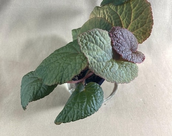 Begonia hahiepiana 886: iridescent terrarium Begonia from Vietnam. Example  plant